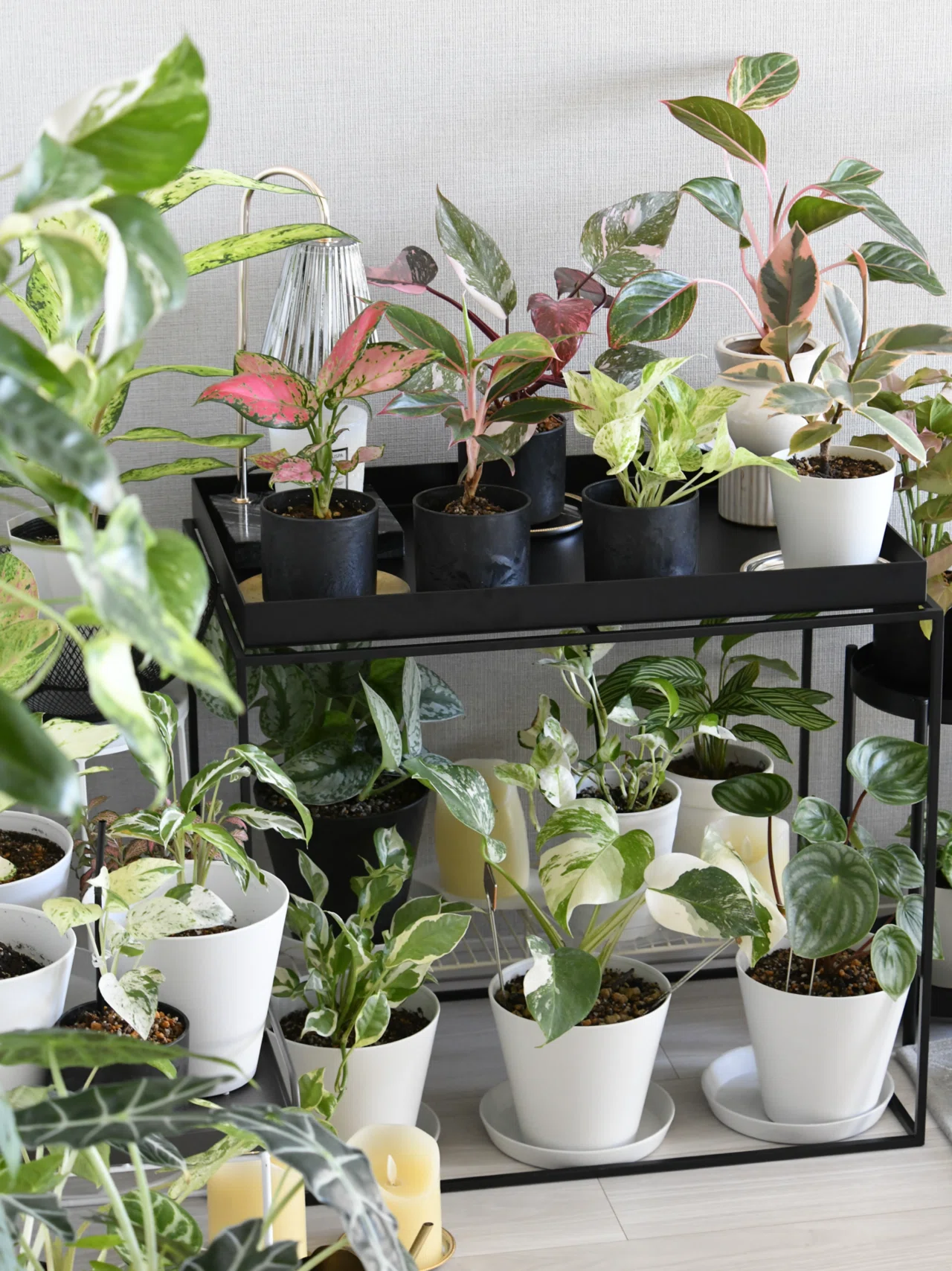 観葉植物コレクション7️⃣｜45歳からの一人暮らし with 観葉植物 〻
