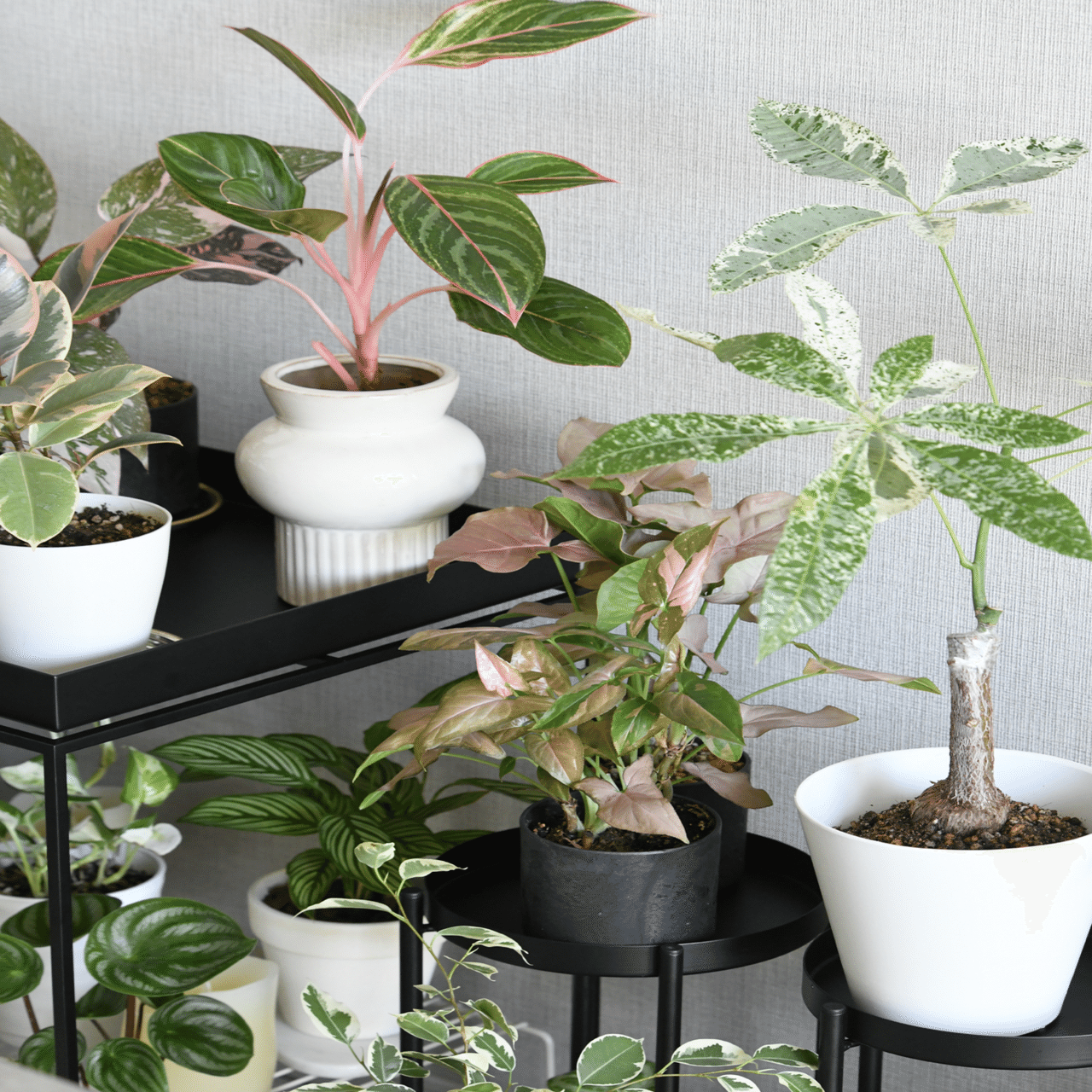 観葉植物コレクション7️⃣｜45歳からの一人暮らし with 観葉植物 〻