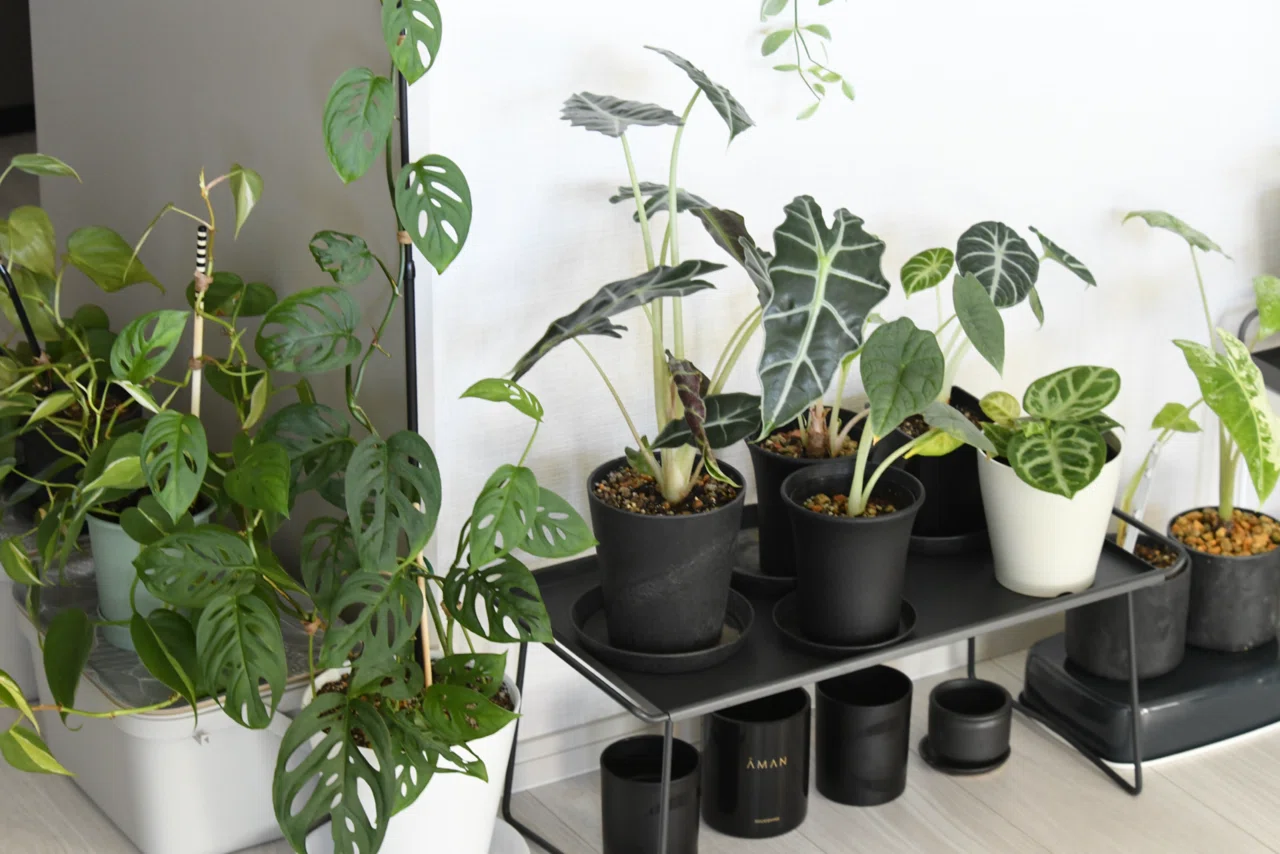 観葉植物コレクション7️⃣｜45歳からの一人暮らし with 観葉植物 〻