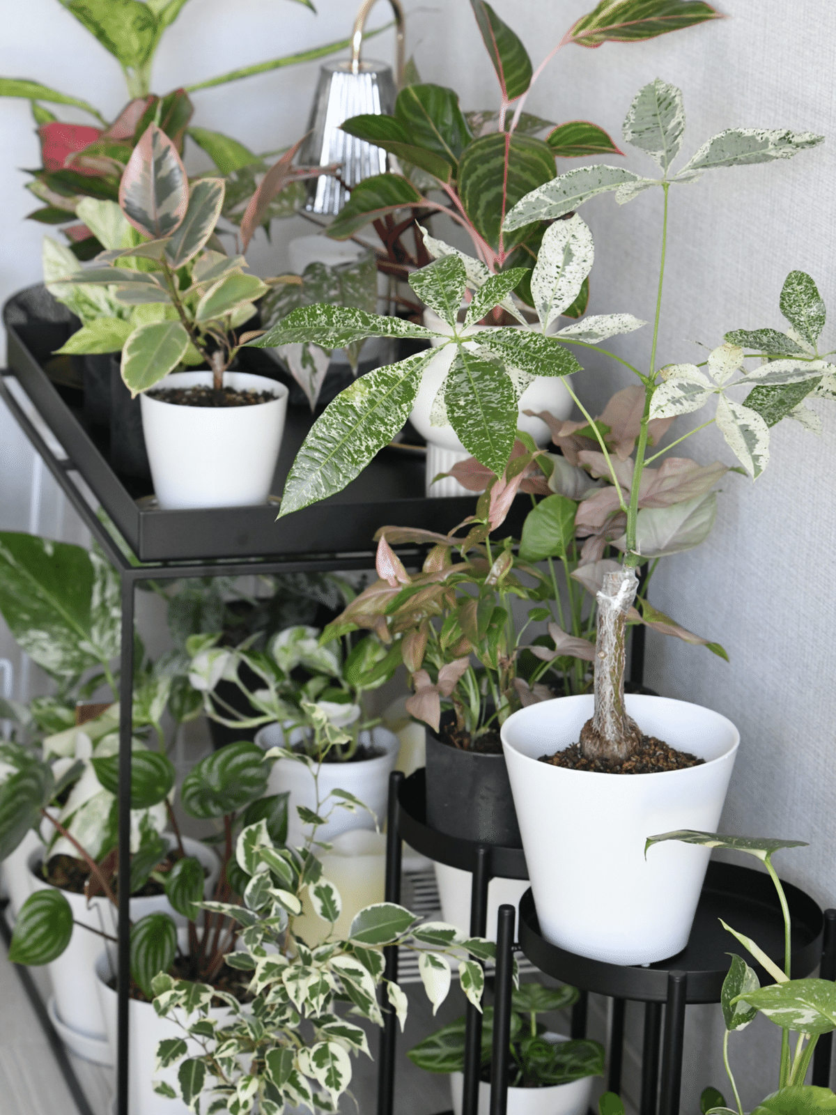 観葉植物コレクション7️⃣｜45歳からの一人暮らし with 観葉植物 〻