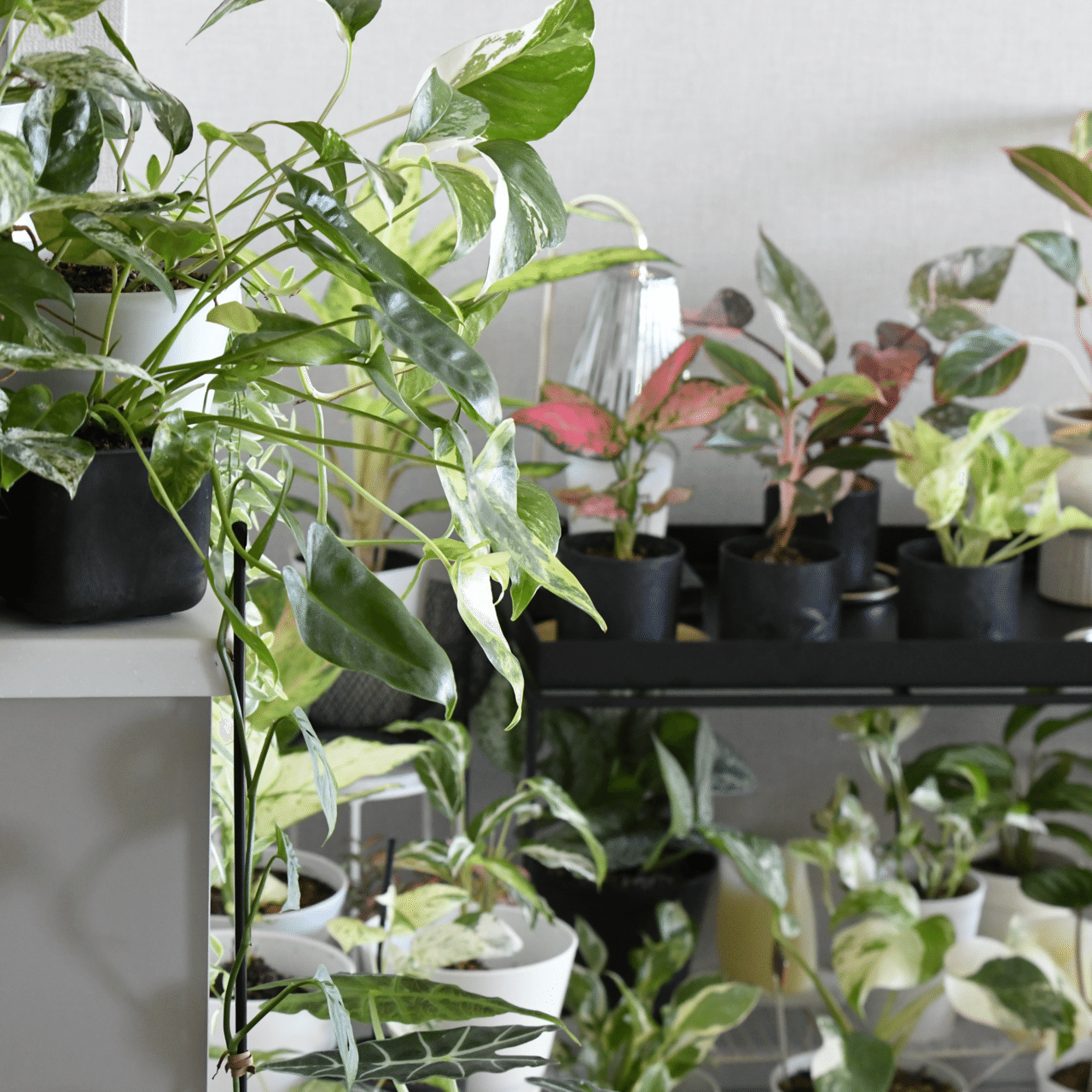 観葉植物コレクション7️⃣｜45歳からの一人暮らし with 観葉植物 〻