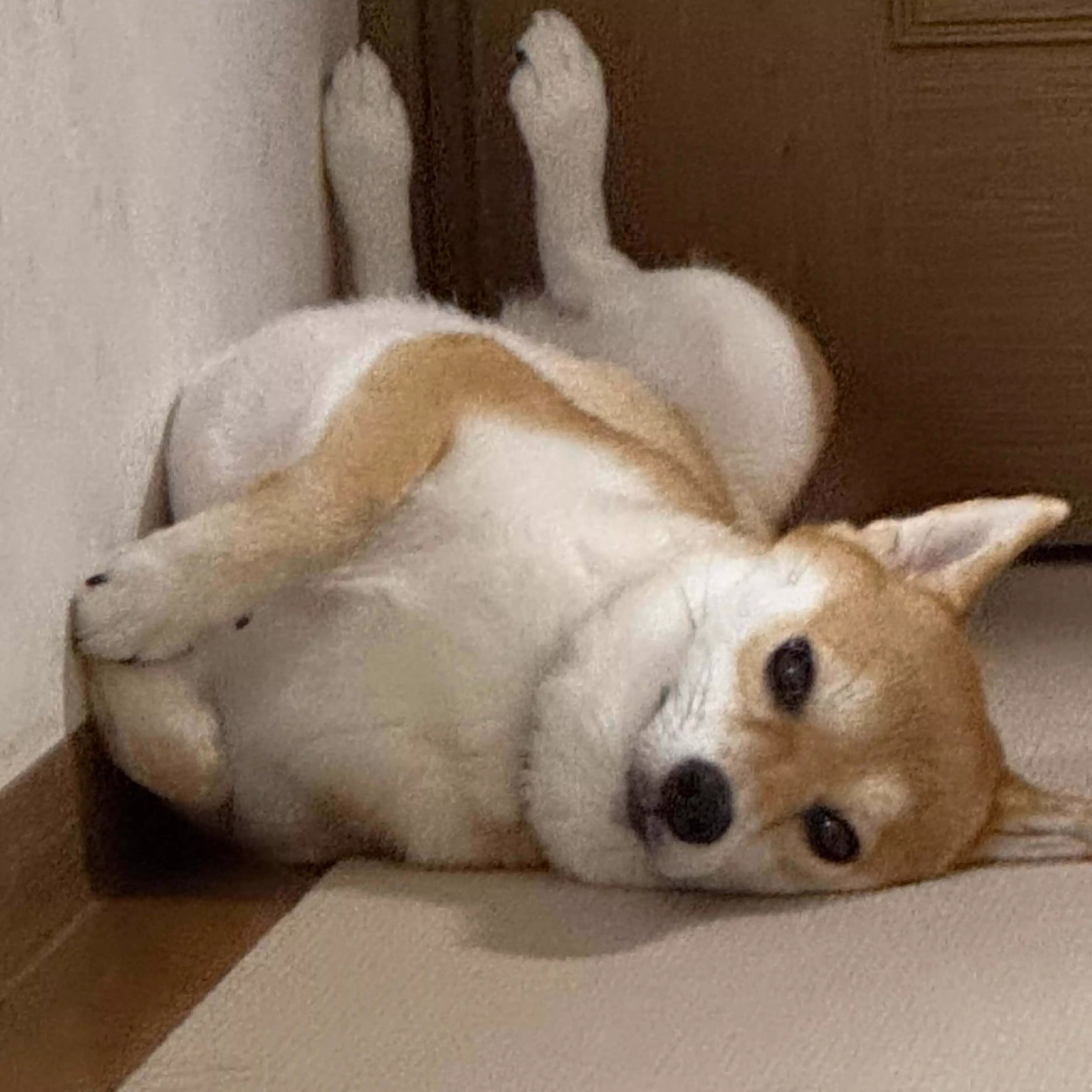 はがぬの錬金術師&るんちゃん（しば犬♀）