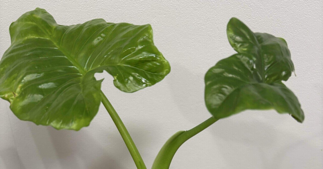 観葉植物 クワズイモ クワズイモ [観葉植物] | Herbree・観葉植物の通販
