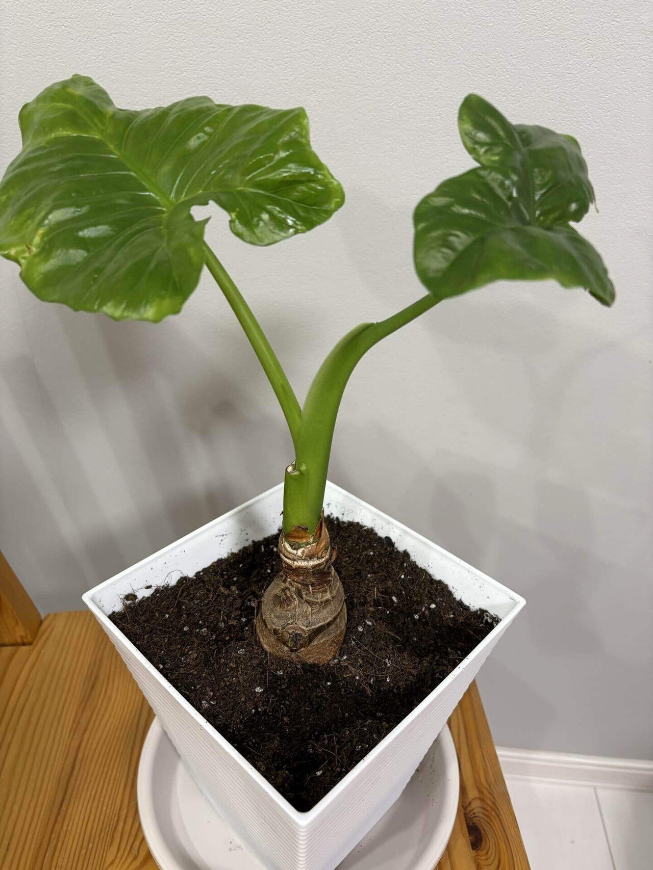 観葉植物 クワズイモ｜tamtam