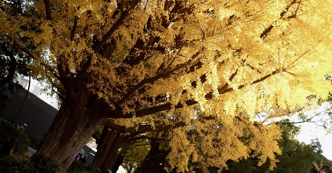 Photos of Autumn Leaves at the Ueno Park ｜Azuki Smith