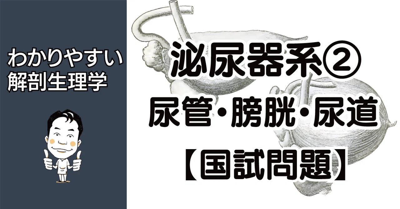解剖生理学】 泌尿器系② 尿管・膀胱・尿道 国試問題｜かずひろ先生