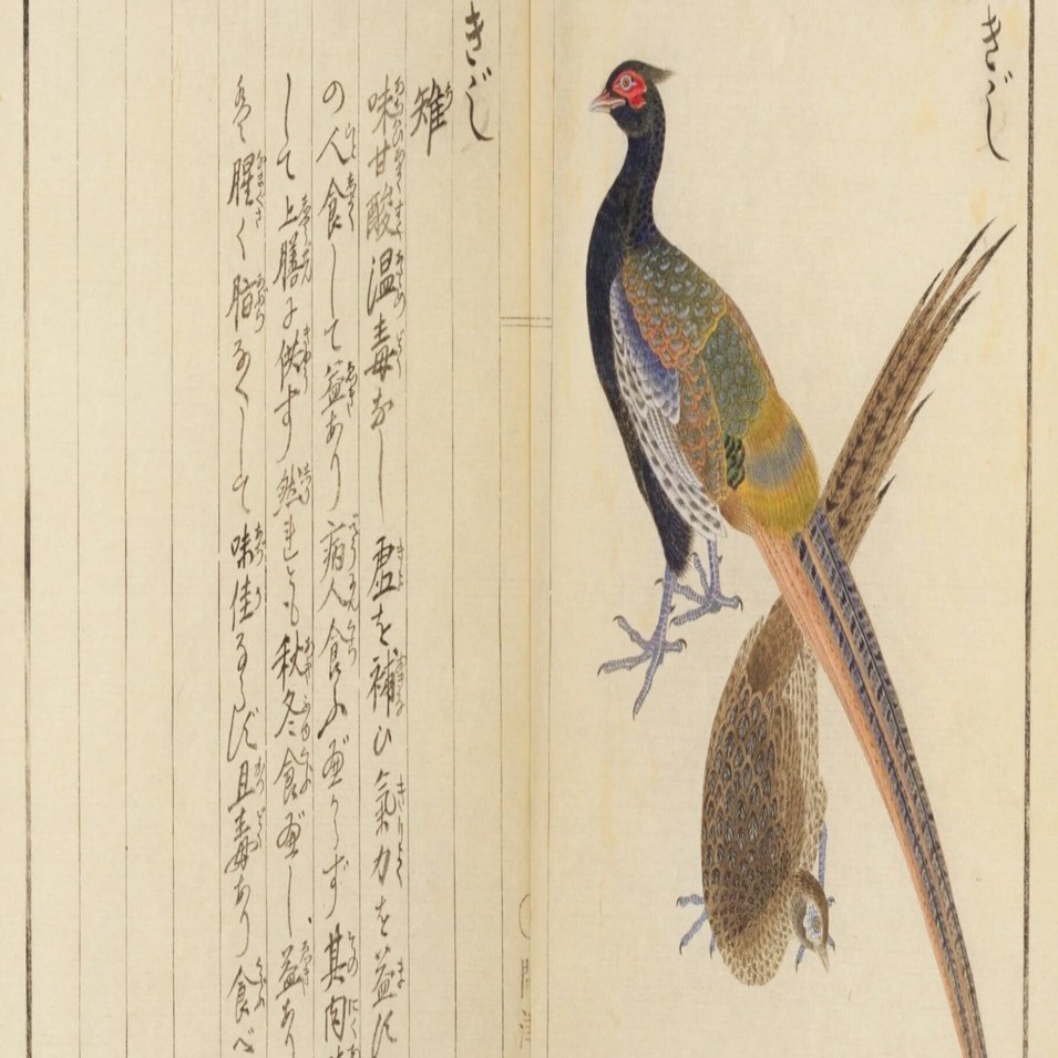 鳥図鑑】華鳥譜（16）きじ／やまどり／はと／やまばと｜mominaina