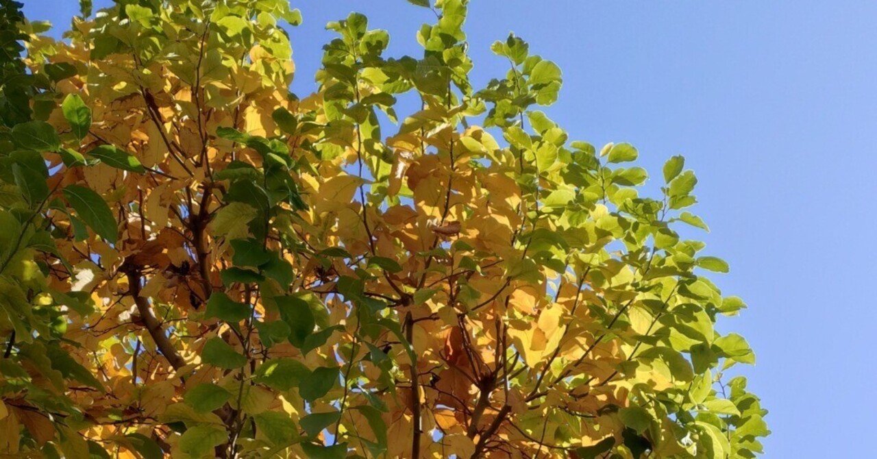 コングラありがとうございます！そしてご連絡になります(*^^*)｜もも