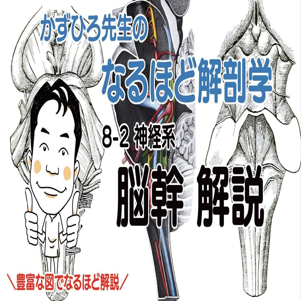 解剖オンライン講義 12/2 （火）「神経系② 脳幹」19時〜｜かずひろ