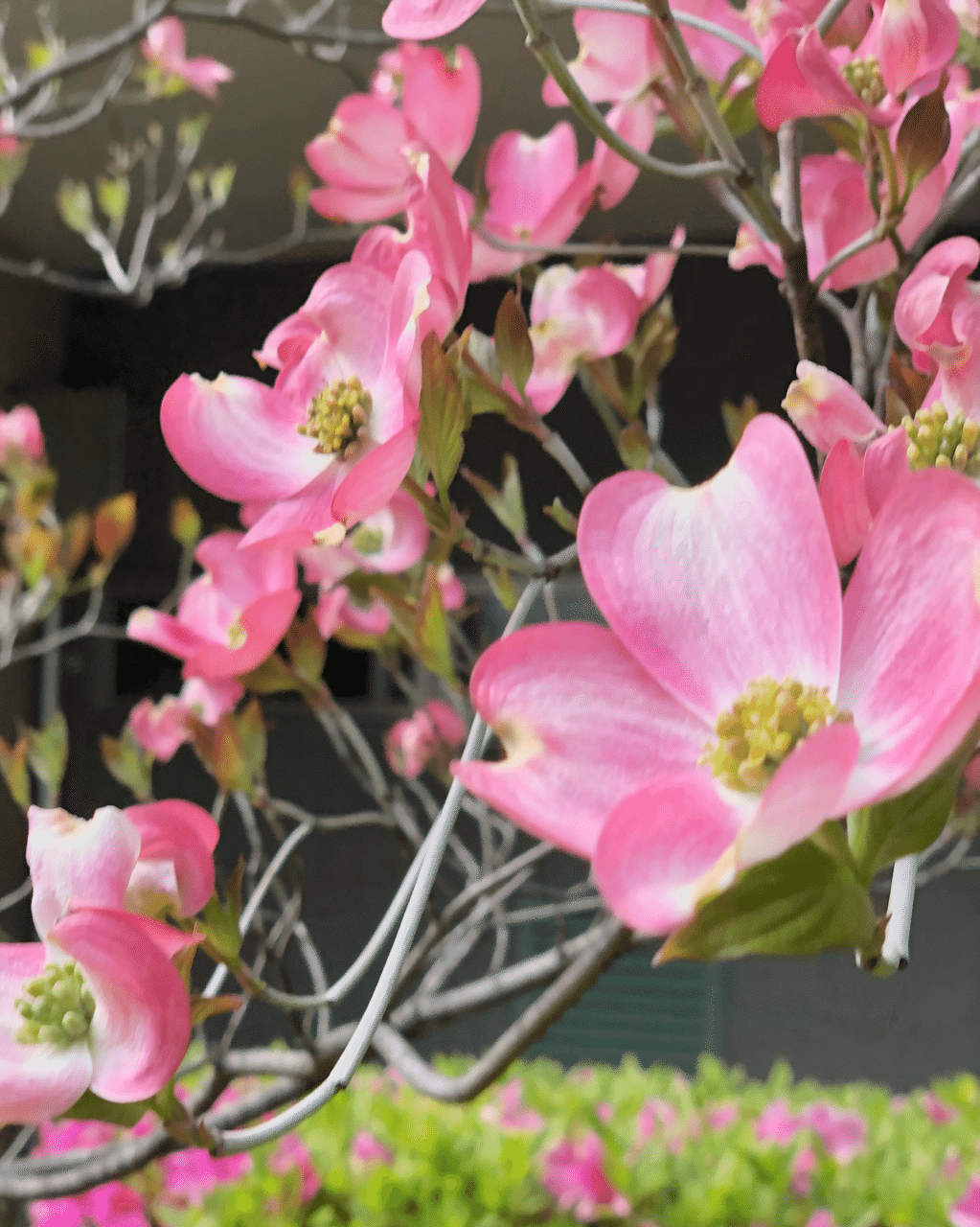 花図鑑 ハナミズキ はこねフローリスト Note 花図鑑 ハナミズキ はこねフローリスト Note