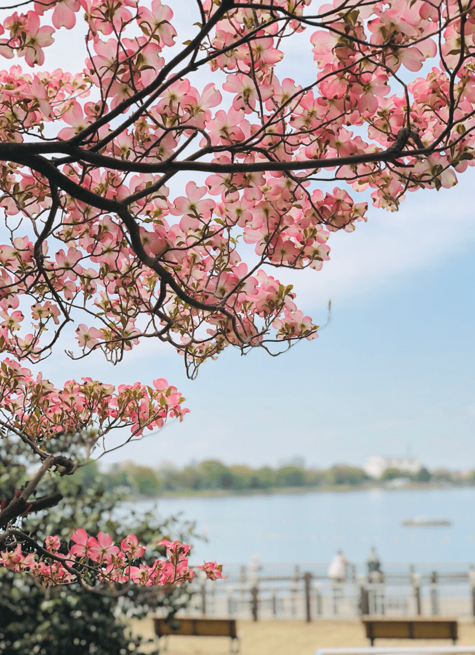 花図鑑 ハナミズキ はこねフローリスト Note 花図鑑 ハナミズキ はこねフローリスト Note