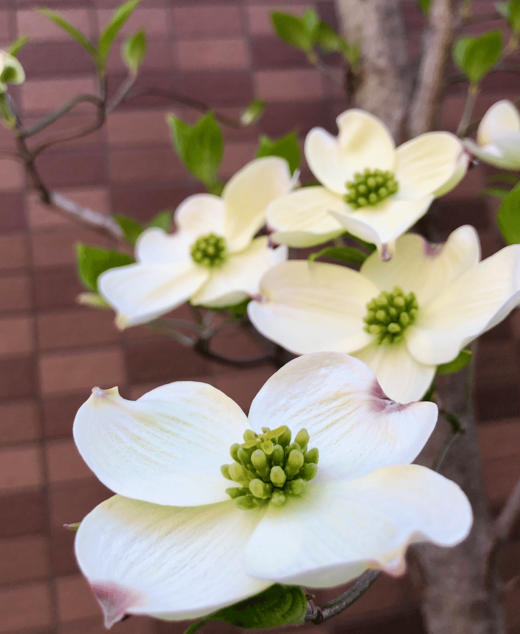 花図鑑 ハナミズキ はこねフローリスト Note 花図鑑 ハナミズキ はこねフローリスト Note