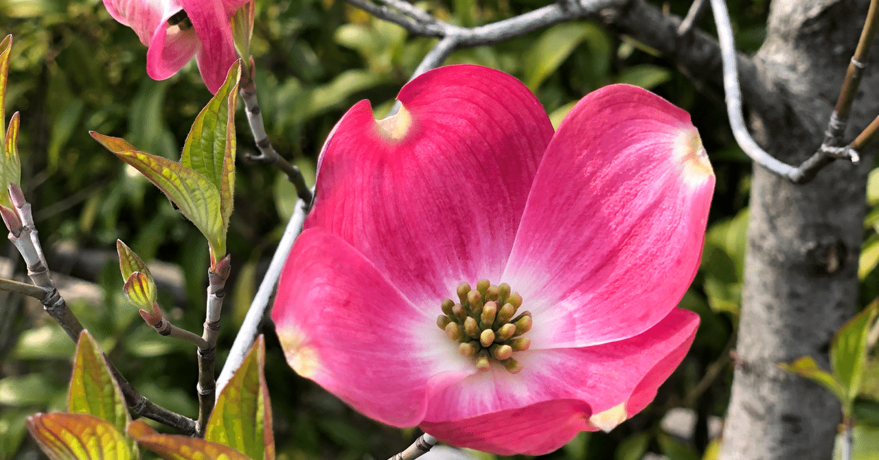 花図鑑 ハナミズキ はこねフローリスト Note 花図鑑 ハナミズキ はこねフローリスト Note