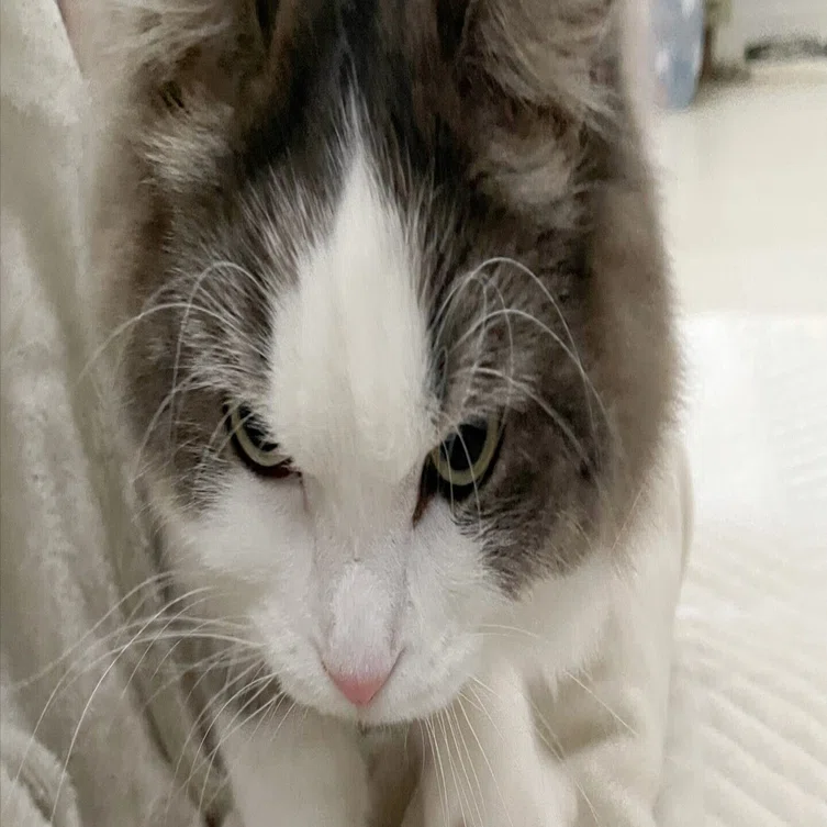 ユーモアなお顔の猫⑦ 真剣な顔の猫｜みちゅねこ