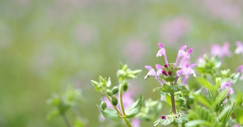 感謝の気持ちを忘れない人でありたい あやめし note