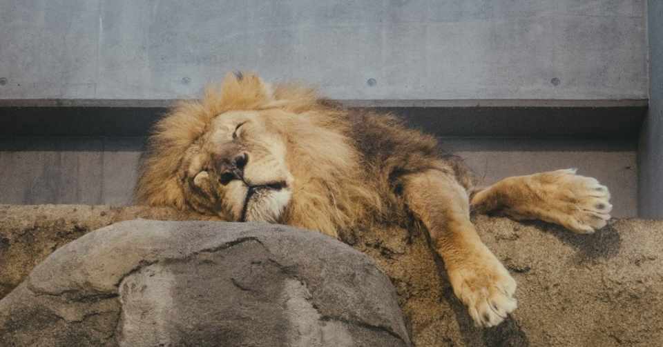 睡眠コラム130 病気になったら寝て治す 三橋美穂 快眠セラピスト Note