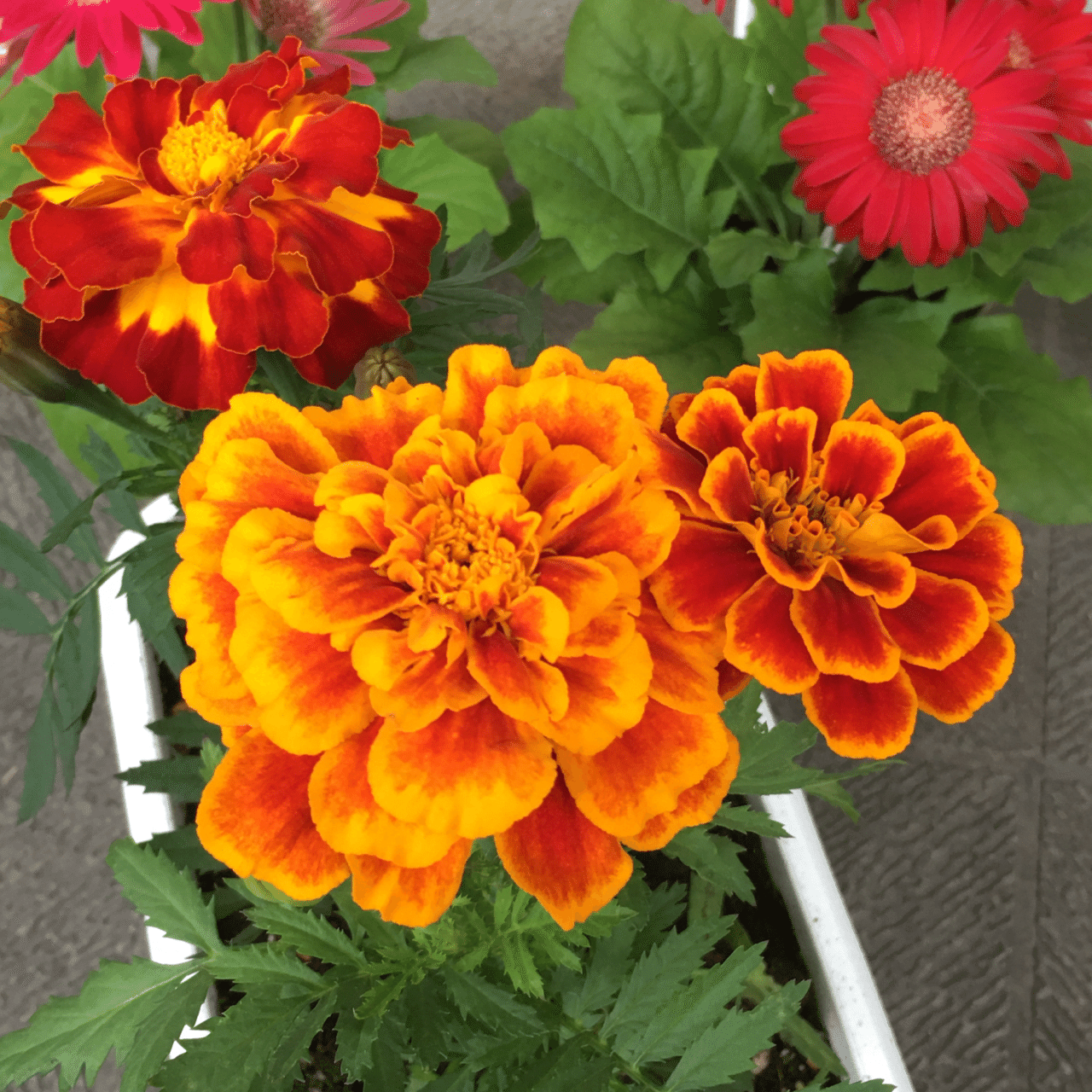 マリーゴールド おしゃれな一軒家のレンタルギャラリー エンネパンセ Note