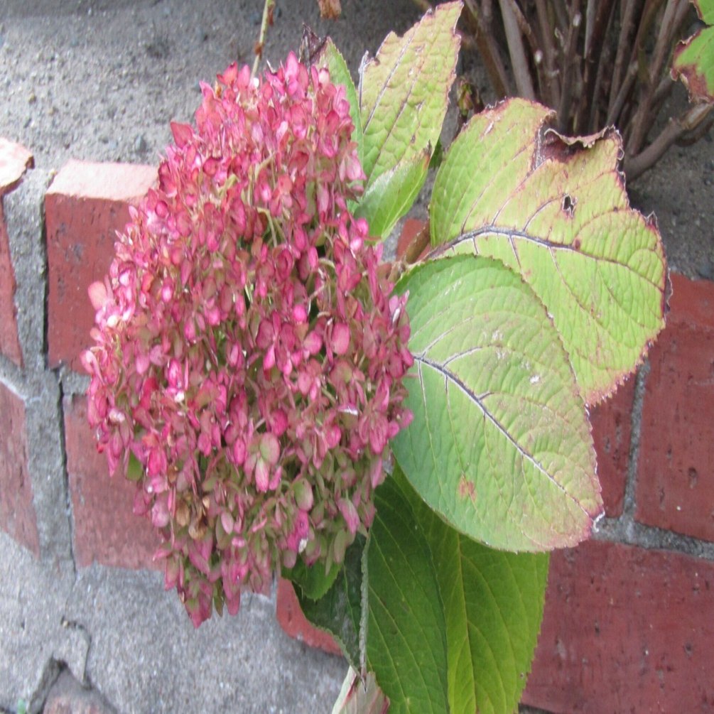 ぽっぺのひとりごと（110）12月の紫陽花｜ポッペちゃん