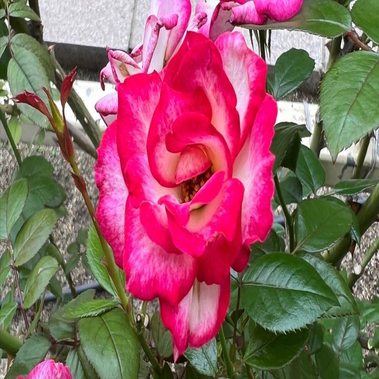 🇯🇵つる・ミニュエット（Cl.Minuette）🌹中之島バラ園｜ぱぽにゃん