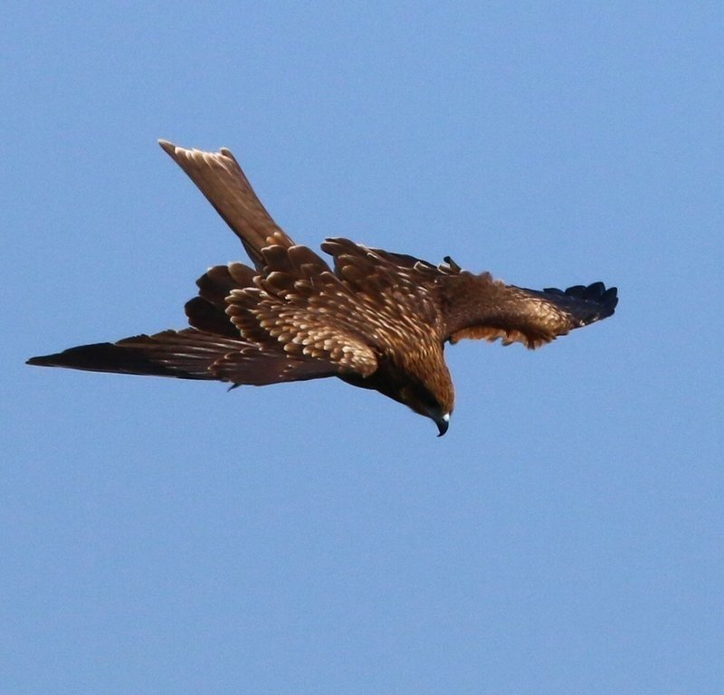 第946回 江戸言葉の中の鳥 翆野 大地 Note