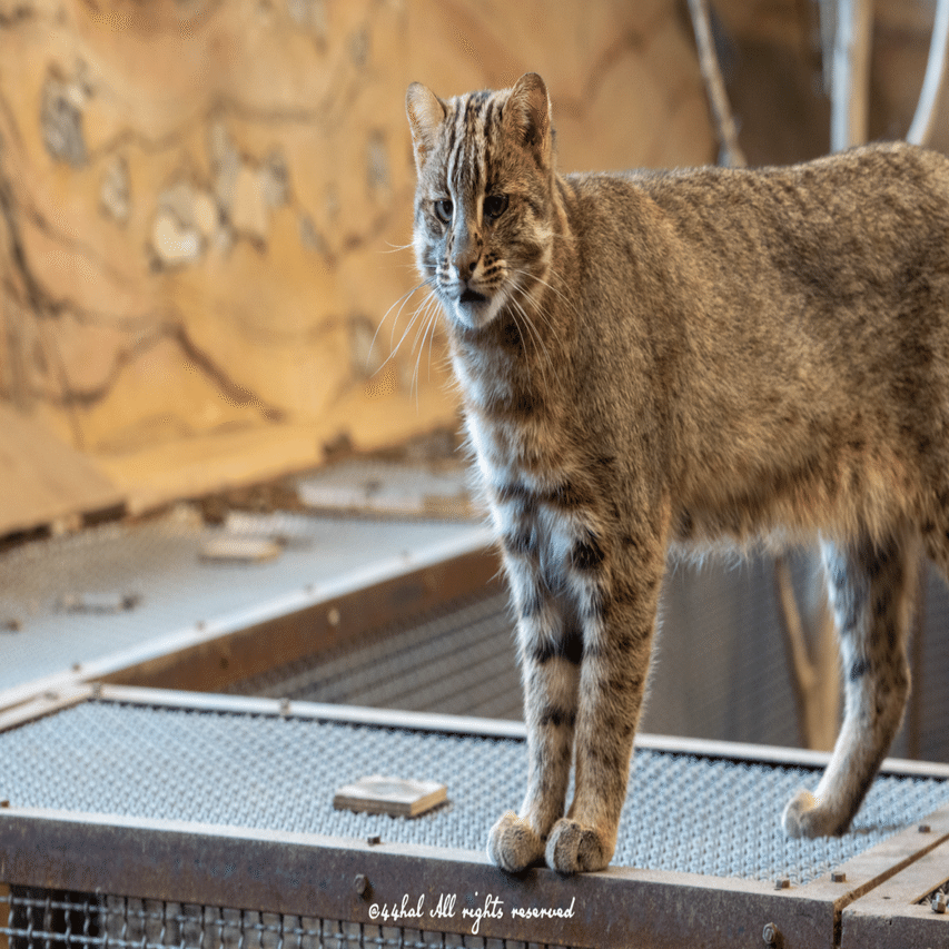 一日一写｜木村好晴 @44hal