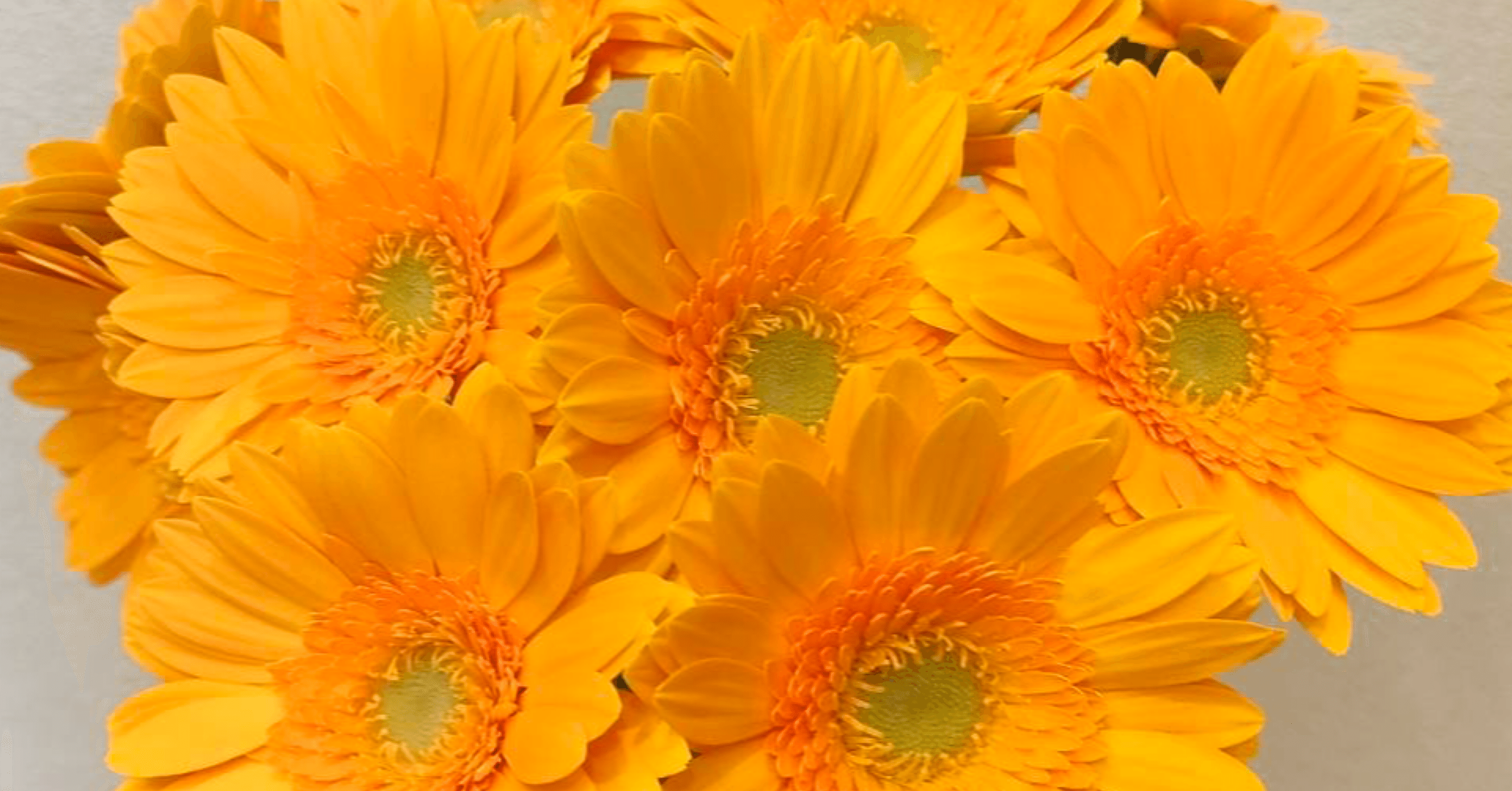 ガーベラ レアビー｜seren1023