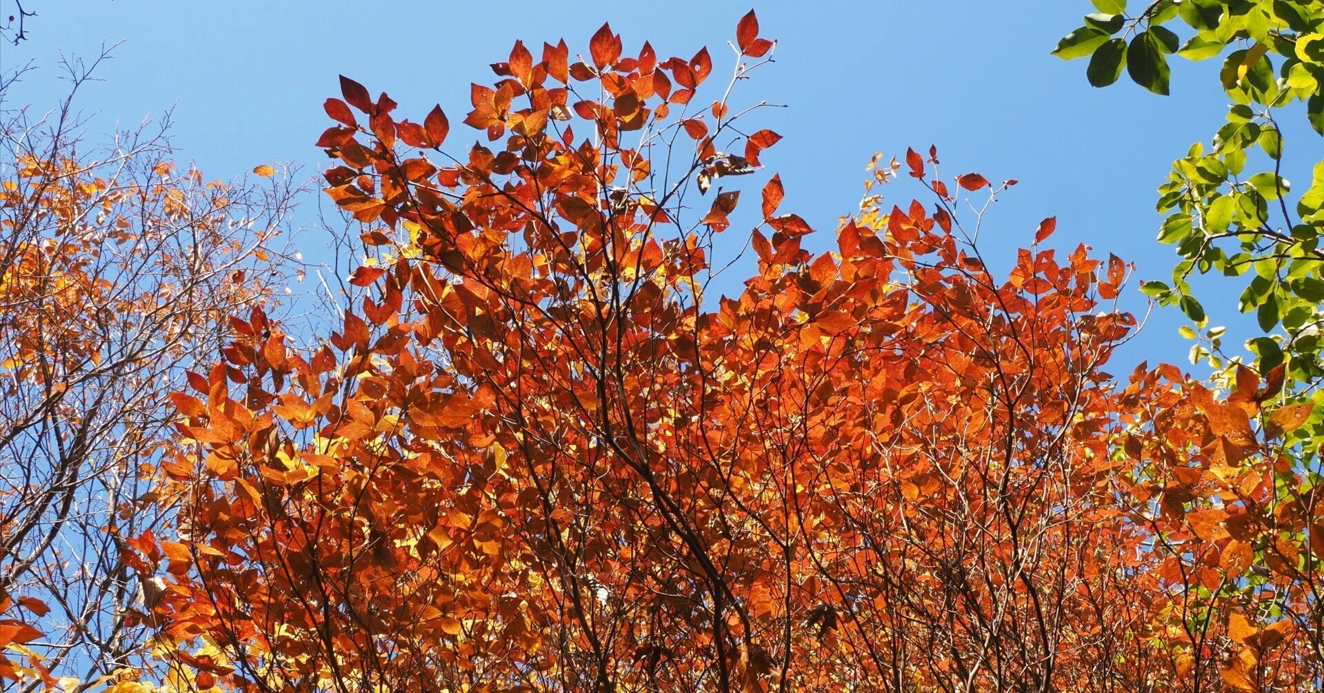 181．後瀬山のコバノミツバツツジの紅葉｜sasayan