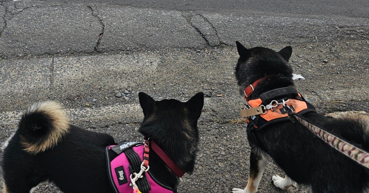 あさんぽ】12月2日 柴犬のいる暮らし 毎日投稿日記 毎日更新 sora2