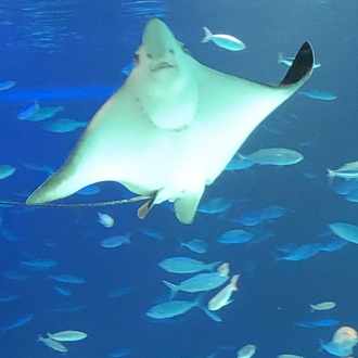 こんなにたくさんの話したいことがある 1日1空灰 21 59 鯖男 Note