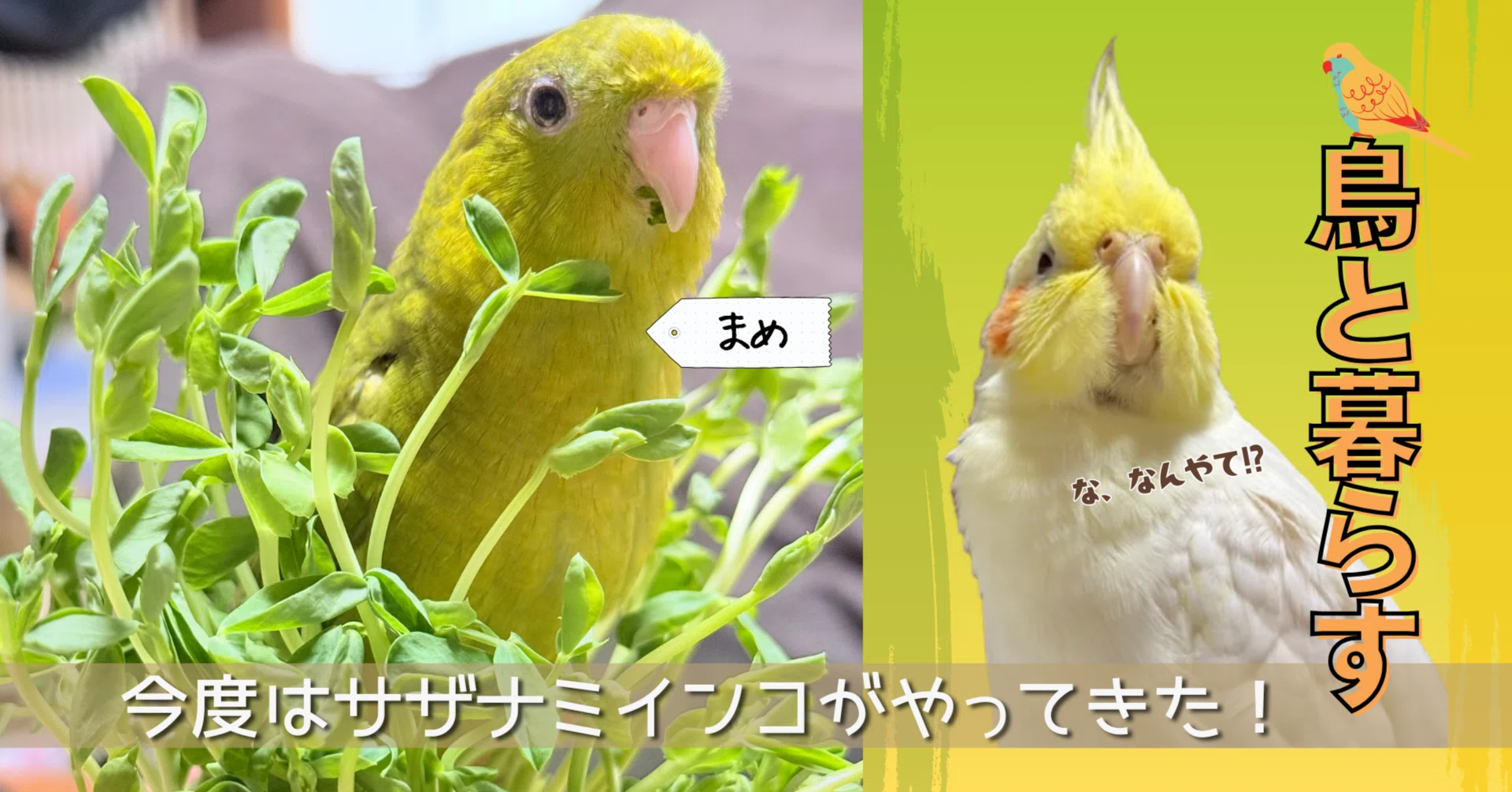 鳥と暮らす🦜新たにサザナミインコをお迎え。多頭飼い始めました