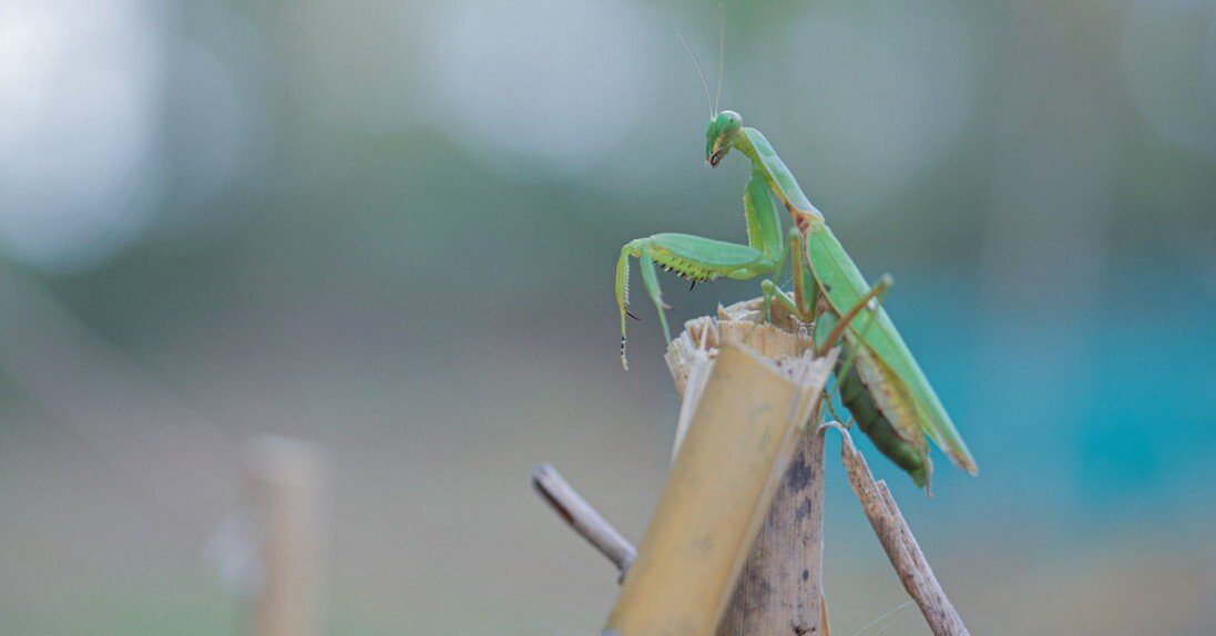 森をいろどる秋34 十二月のカマキリ｜ちいさな島