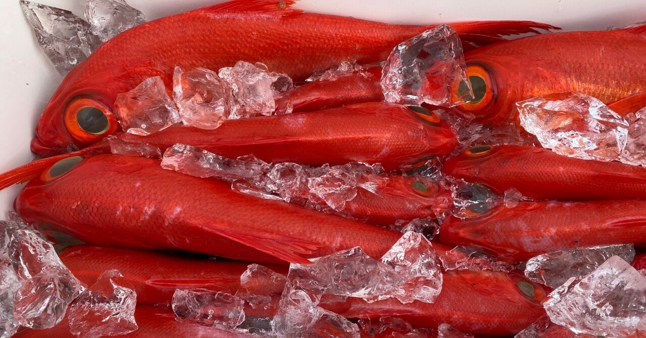 釣り人の特権、その旨さ反則級！高級キンメダイを釣って至極の品へ