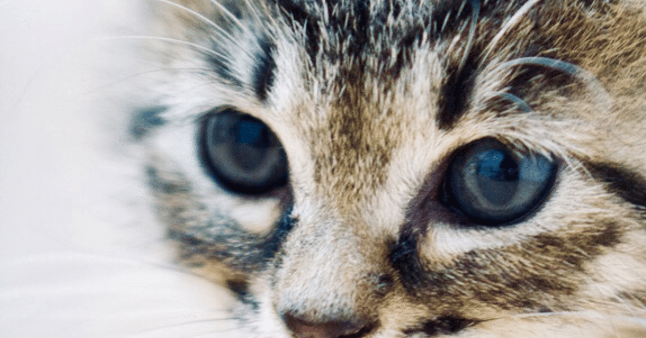 人の目を見て話すって本能的にどうなの nagaki note