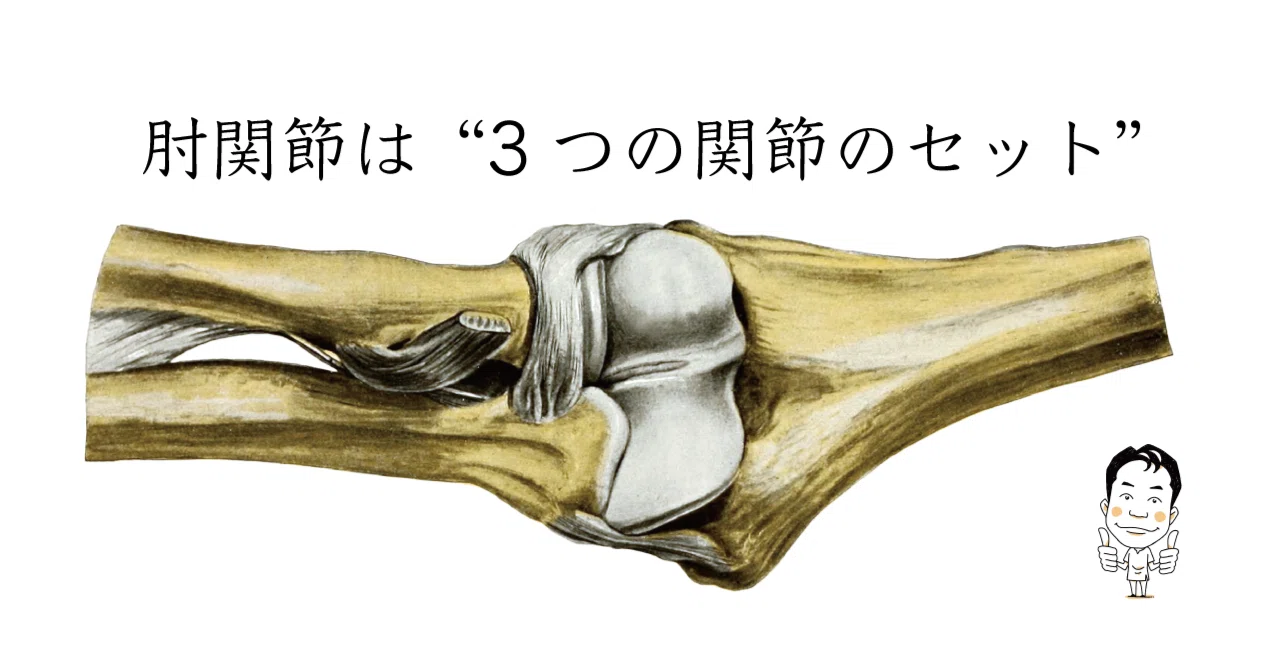 肘関節は “3つの関節のセット”｜かずひろ先生（黒澤一弘｜解剖×教育×AI）