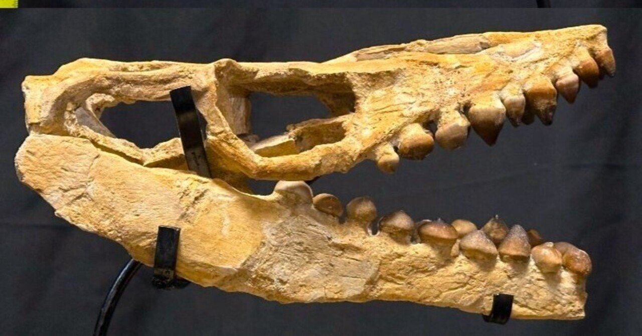 即納☆グロビデンス モササウルス亜科 スカル 化石☆貴重なコンパクト