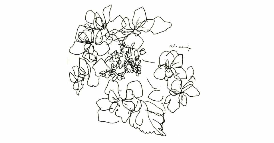 繊細なドローイングイラスト おのだ希 Note