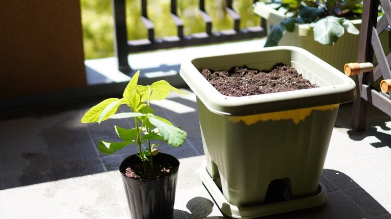 枝豆を定植したよ ゆかこ Note