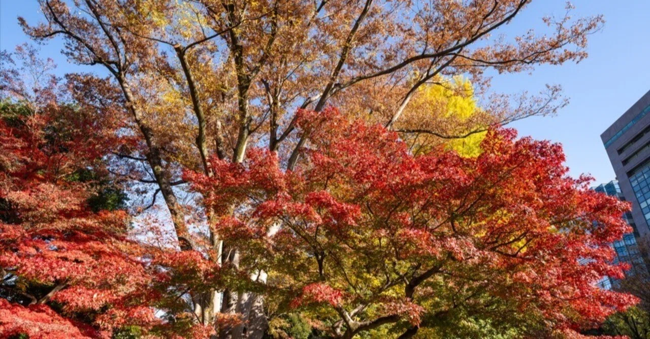 紅葉 2025年「小石川後楽園」の紅葉 カメラはNIKON Z8、14-24mm F2.8 S