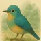 グスコーブ鳥