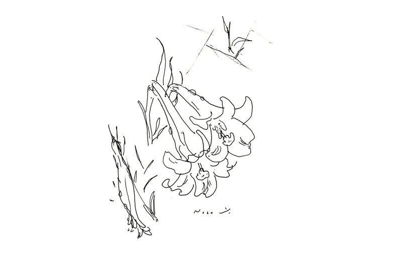 繊細なドローイングイラスト おのだ希 Note 繊細なドローイングイラスト おのだ希 Note