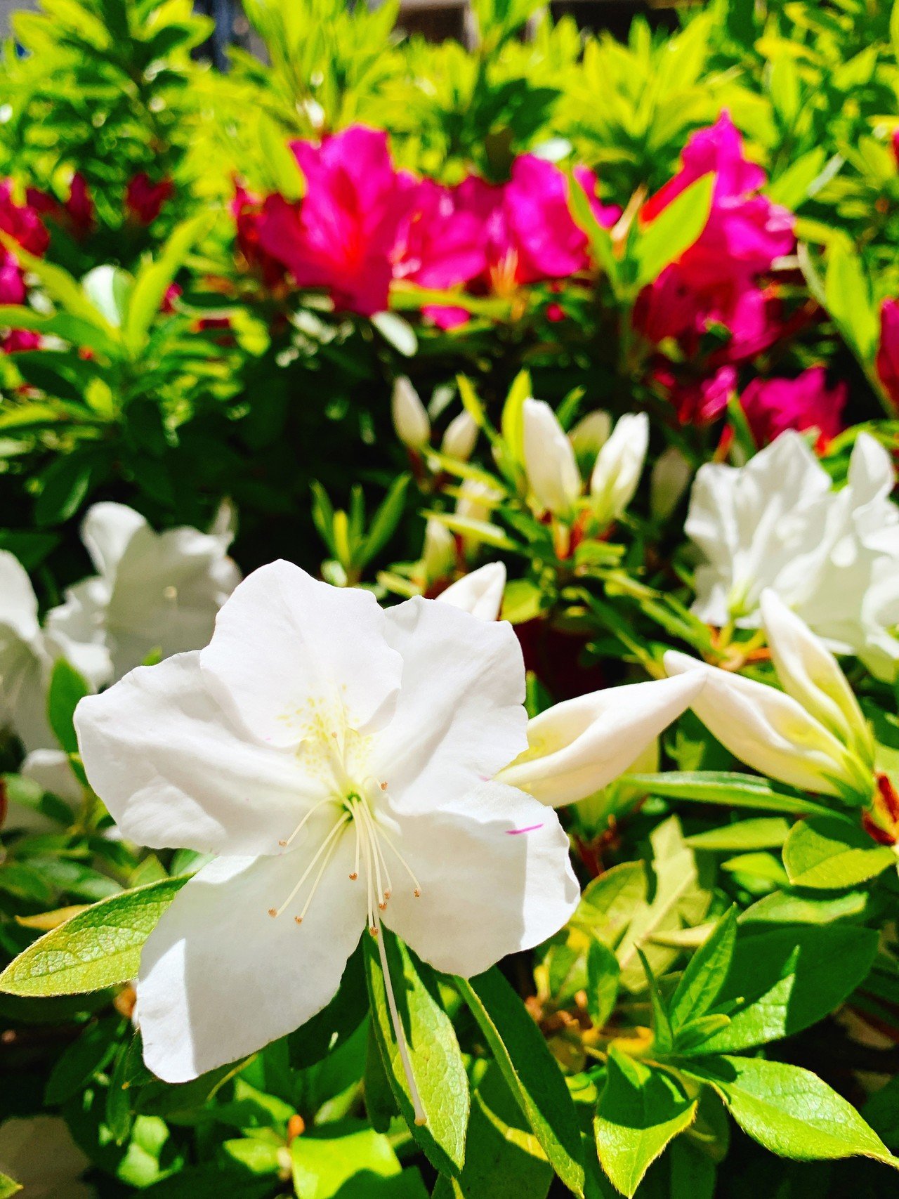 花言葉 道端のツツジに心奪われ Ayum Note