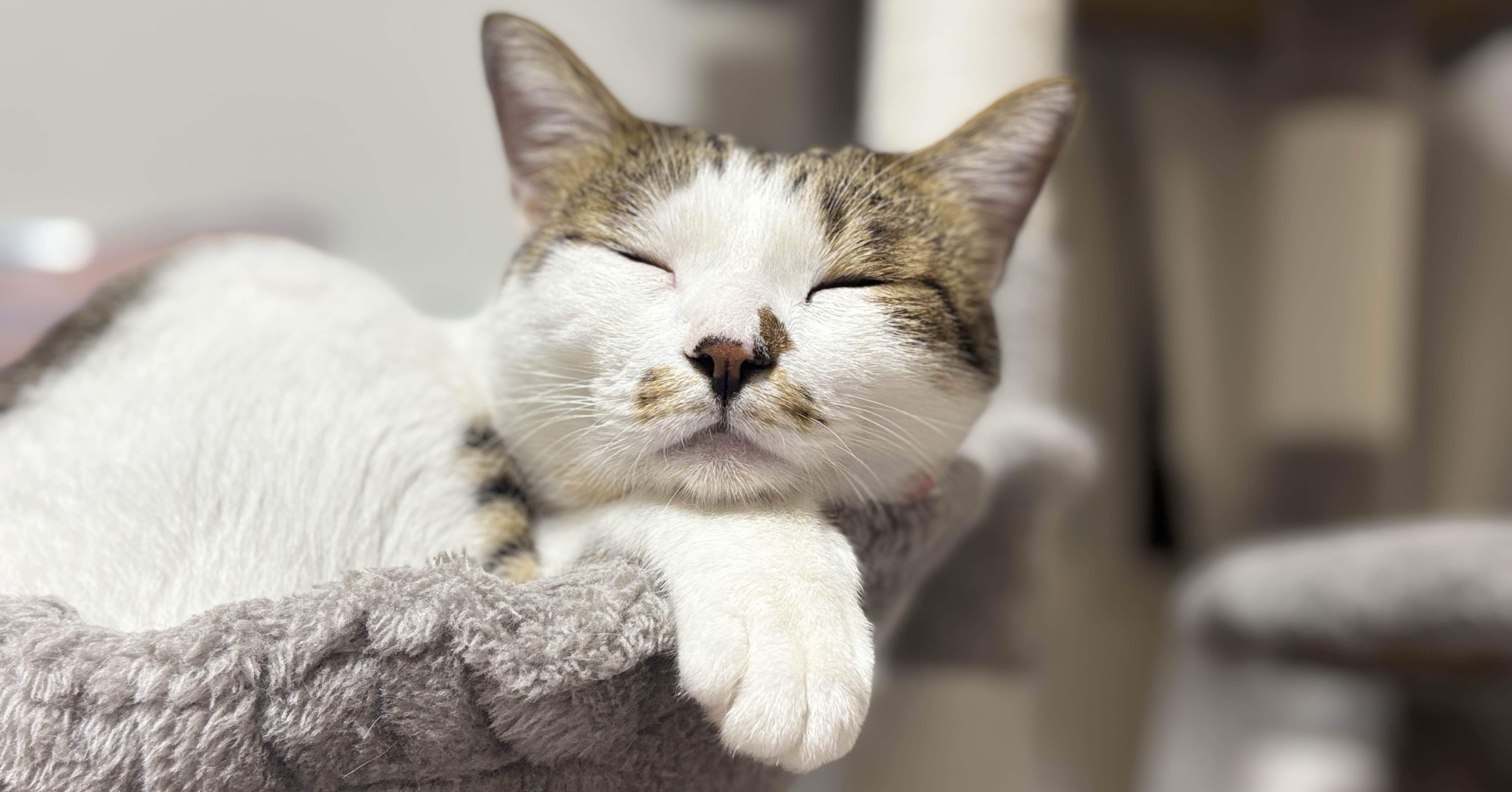 自己紹介｜猫好き｜ハンドメイド ｜女性｜note初心者🔰|noteはじめます