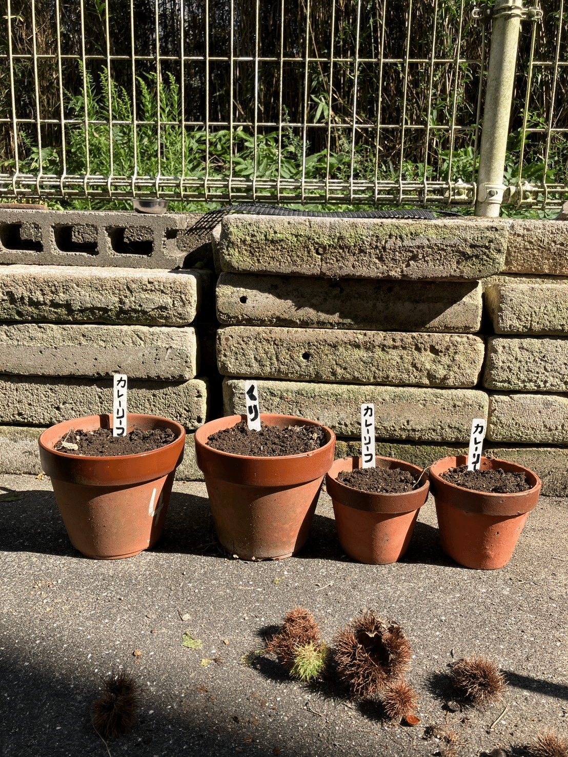 カレーリーフ｜シロ