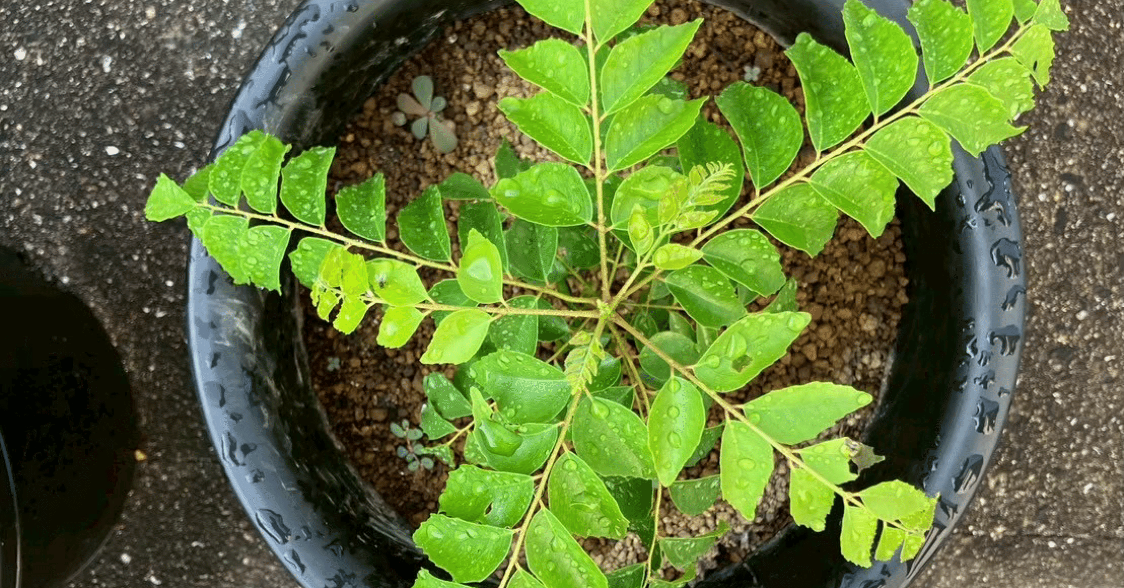 カレーリーフ｜シロ