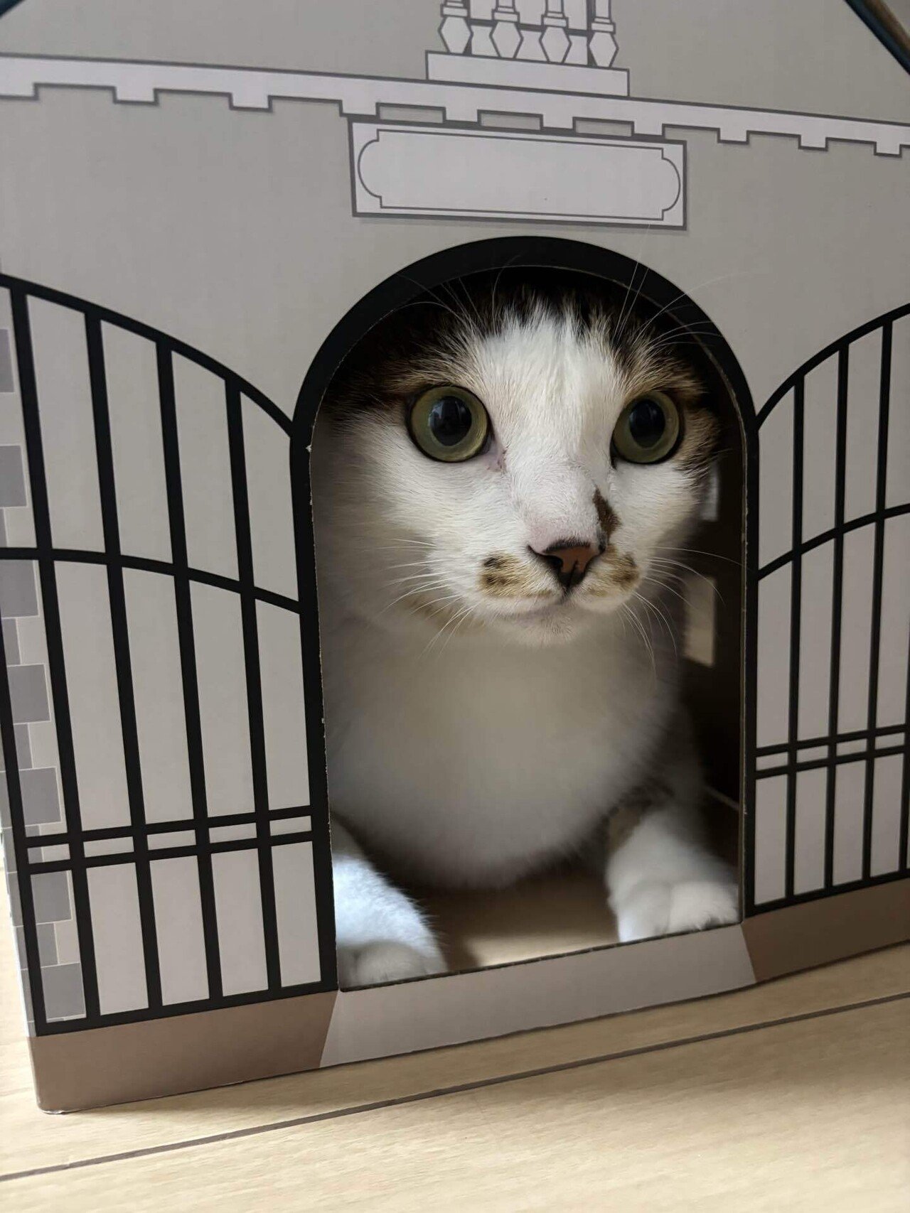 自己紹介｜猫好き｜ハンドメイド ｜女性｜note初心者🔰|noteはじめます