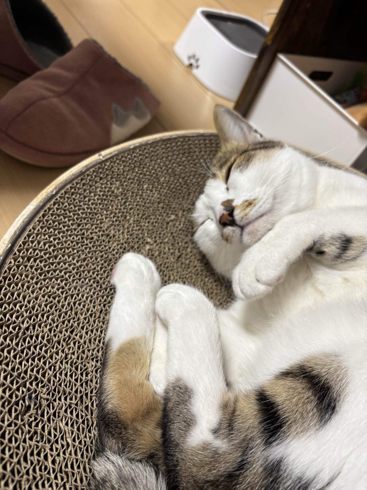 自己紹介｜猫好き｜ハンドメイド ｜女性｜note初心者🔰|noteはじめます