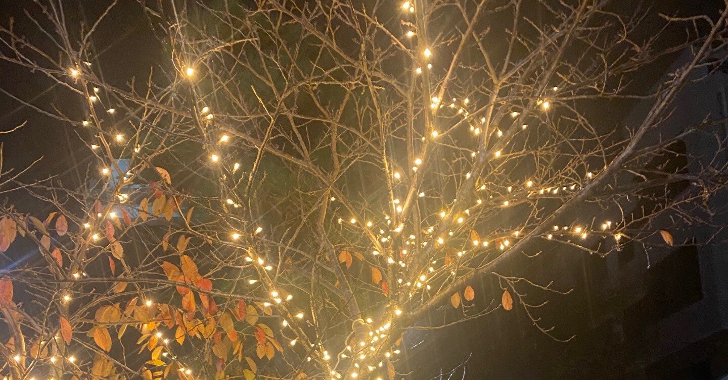 ☆1046☆ 冬らしかったりらしくなかったり｜からむし座 ◯