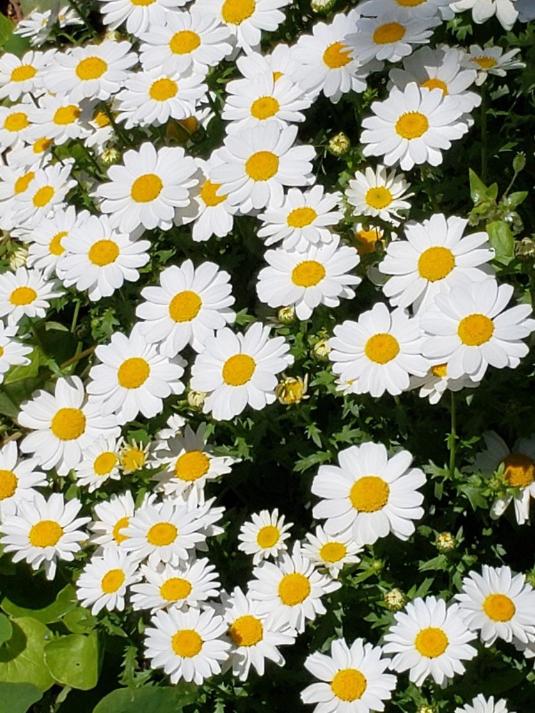 春の花の名前 の新着タグ記事一覧 Note つくる つながる とどける