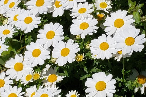 春の花の名前 の新着タグ記事一覧 Note つくる つながる とどける 春の花の名前 の新着タグ記事一覧 Note つくる つながる とどける
