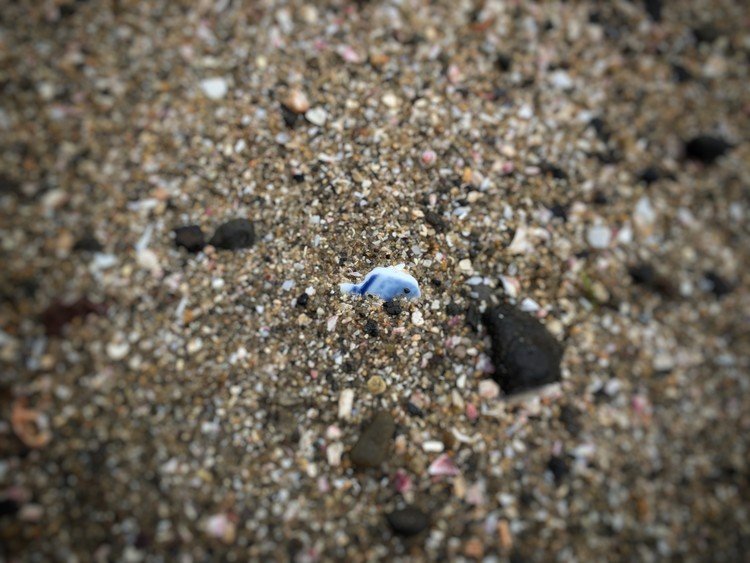 海岸の砂浜の中に、イルカ発見